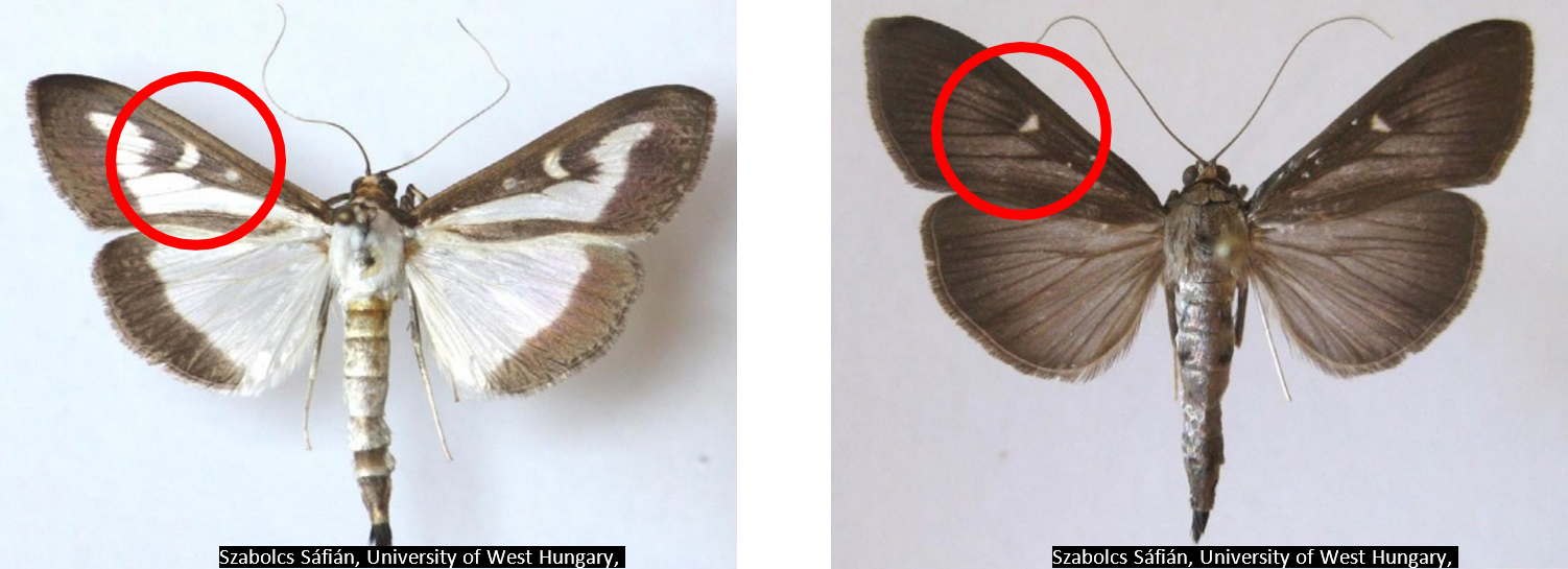 Two box tree moths shown side by side for identification. The left moth has white wings with dark brown edges and markings. The right moth has solid dark brown wings with faint white spots. Red circles highlight distinguishing wing patterns.